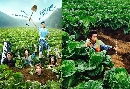 dvd : ػҹ ش͡ Modern Farmer Disc.1-5 EP.01-20 [END] / § CH7